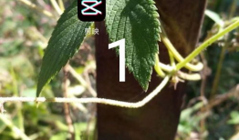 龙须树修剪视频,视频教程深度解读